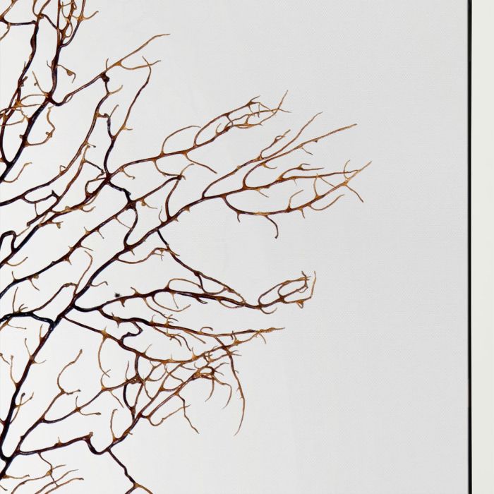 Nature Sea Fan 4
