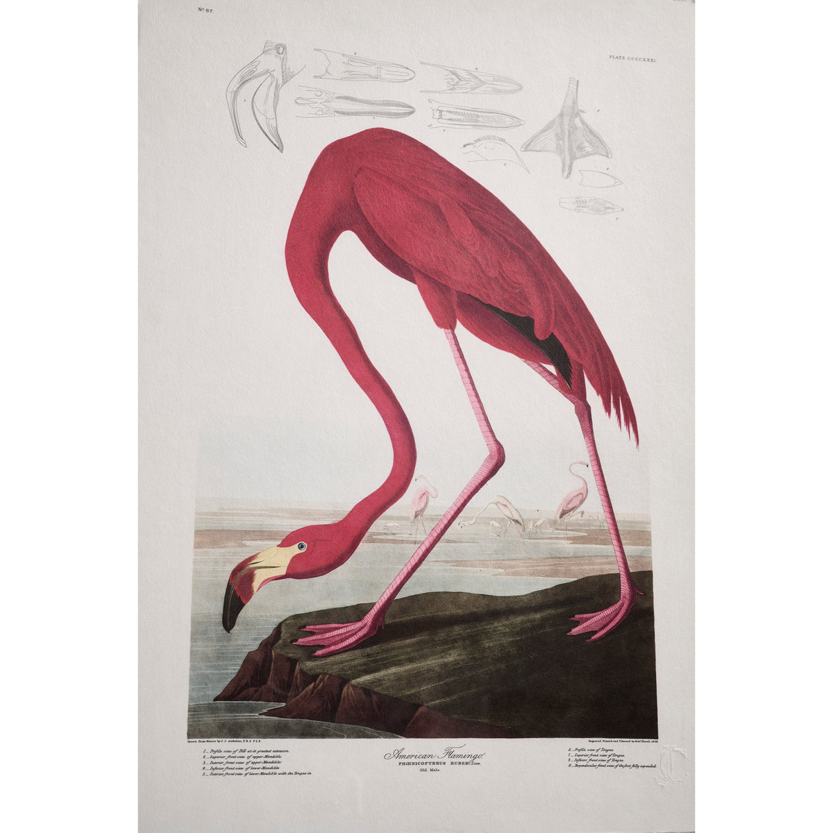 Audubon Birds, Set of 6