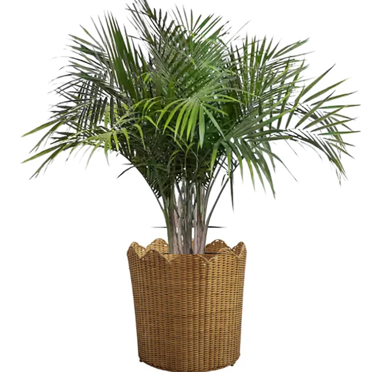 Scalloped Wicker Floor Planter