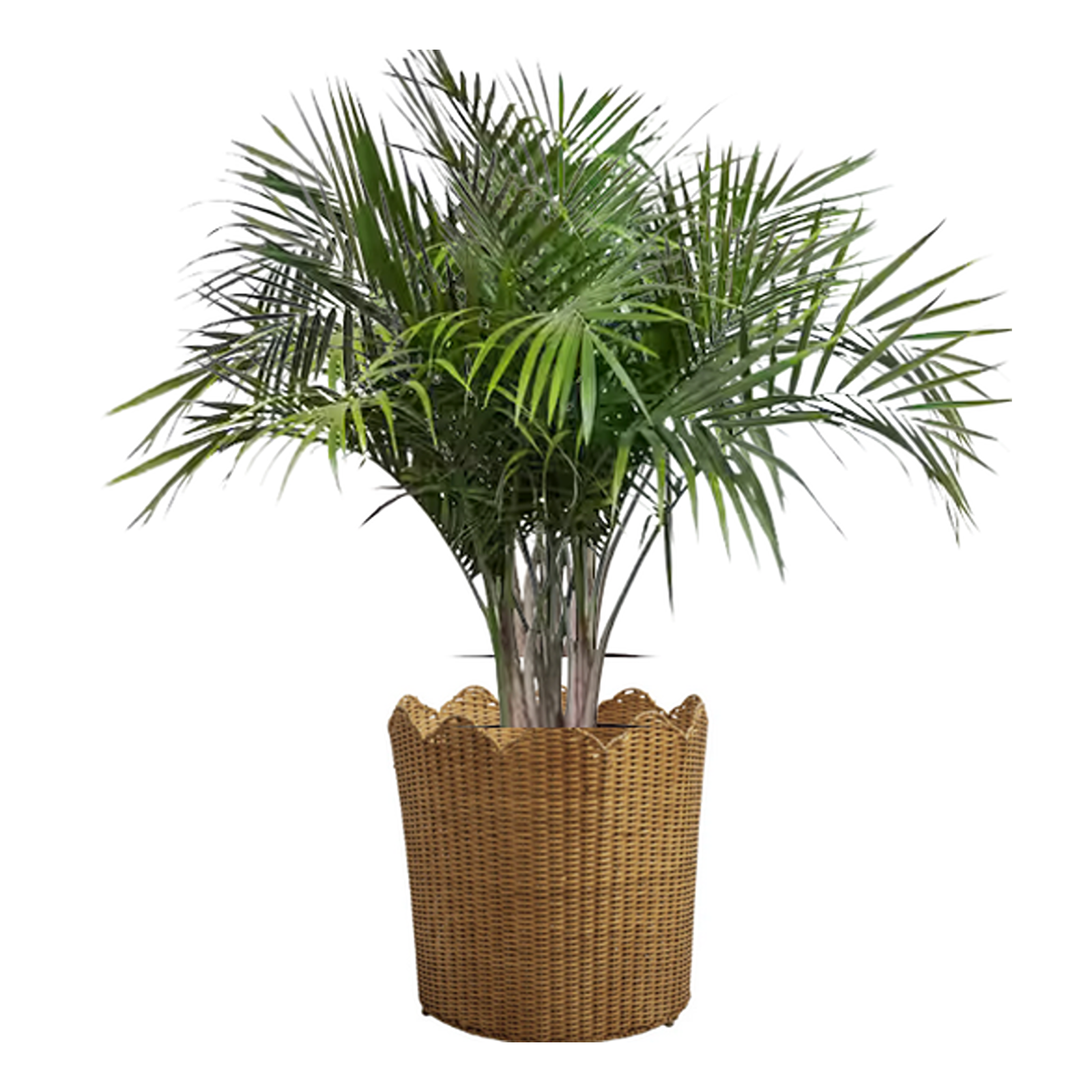 Scalloped Wicker Floor Planter