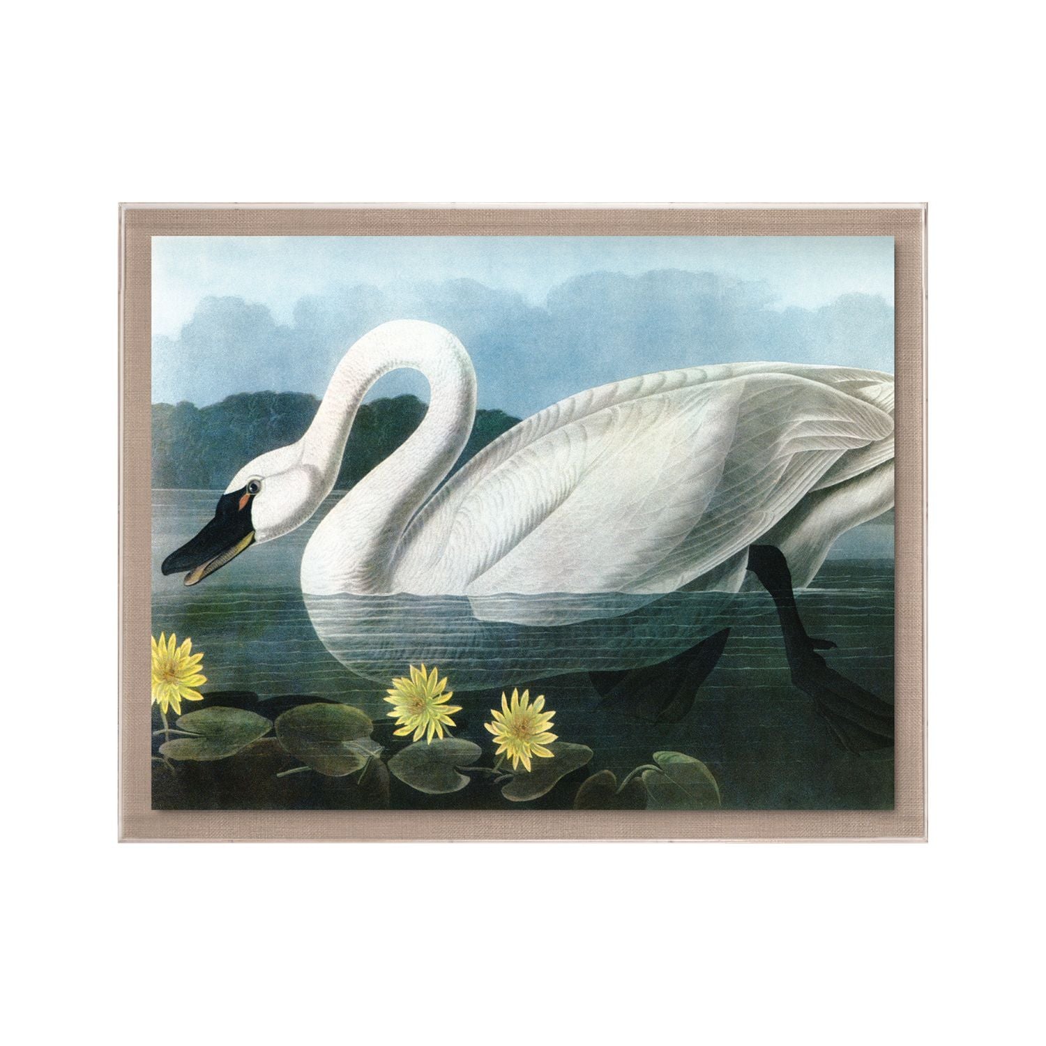 Audubon 20