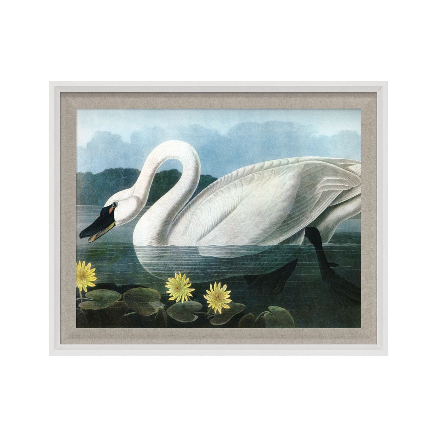 Audubon 20
