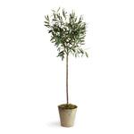 OLIVE TREE POTTED 46""