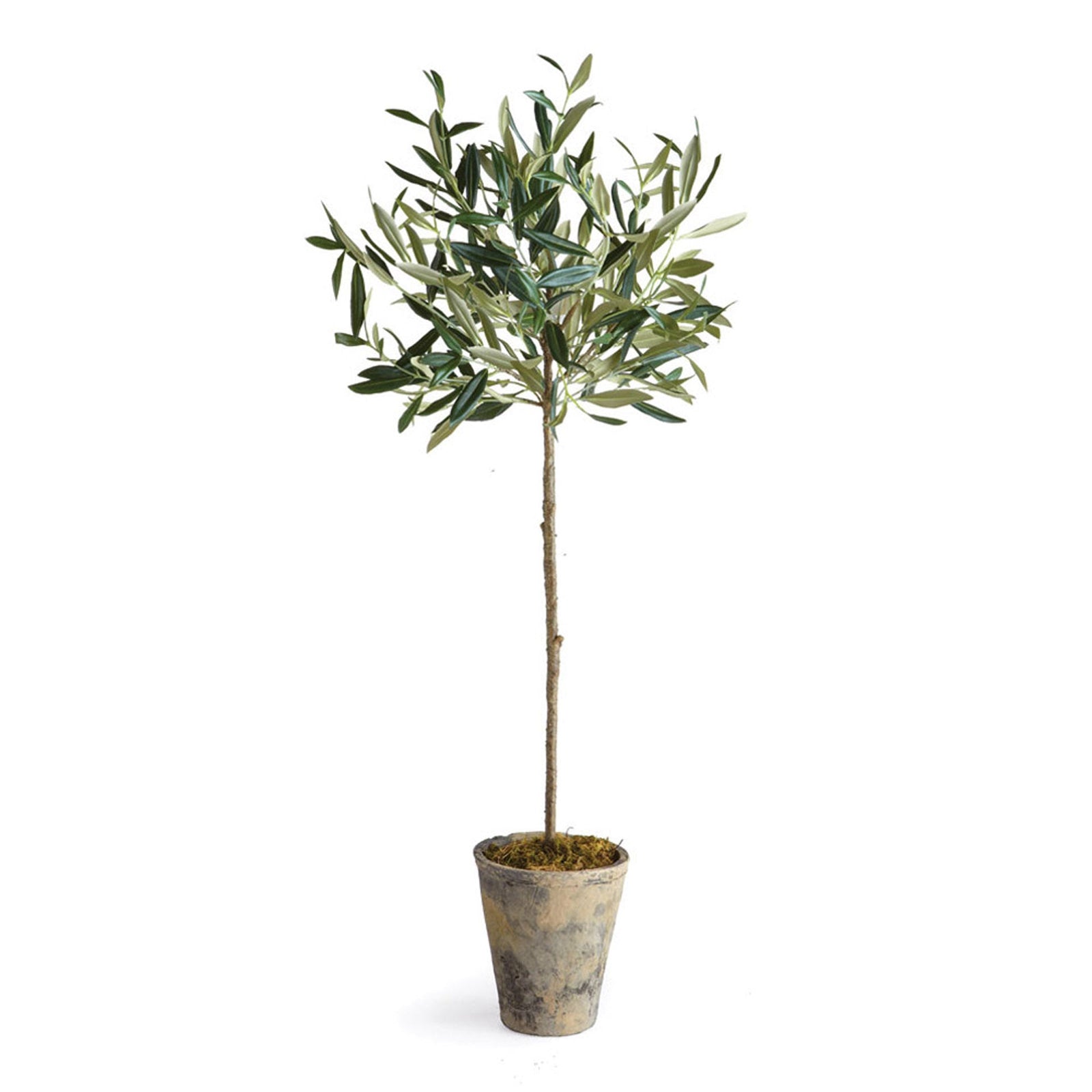 OLIVE TREE POTTED 30""