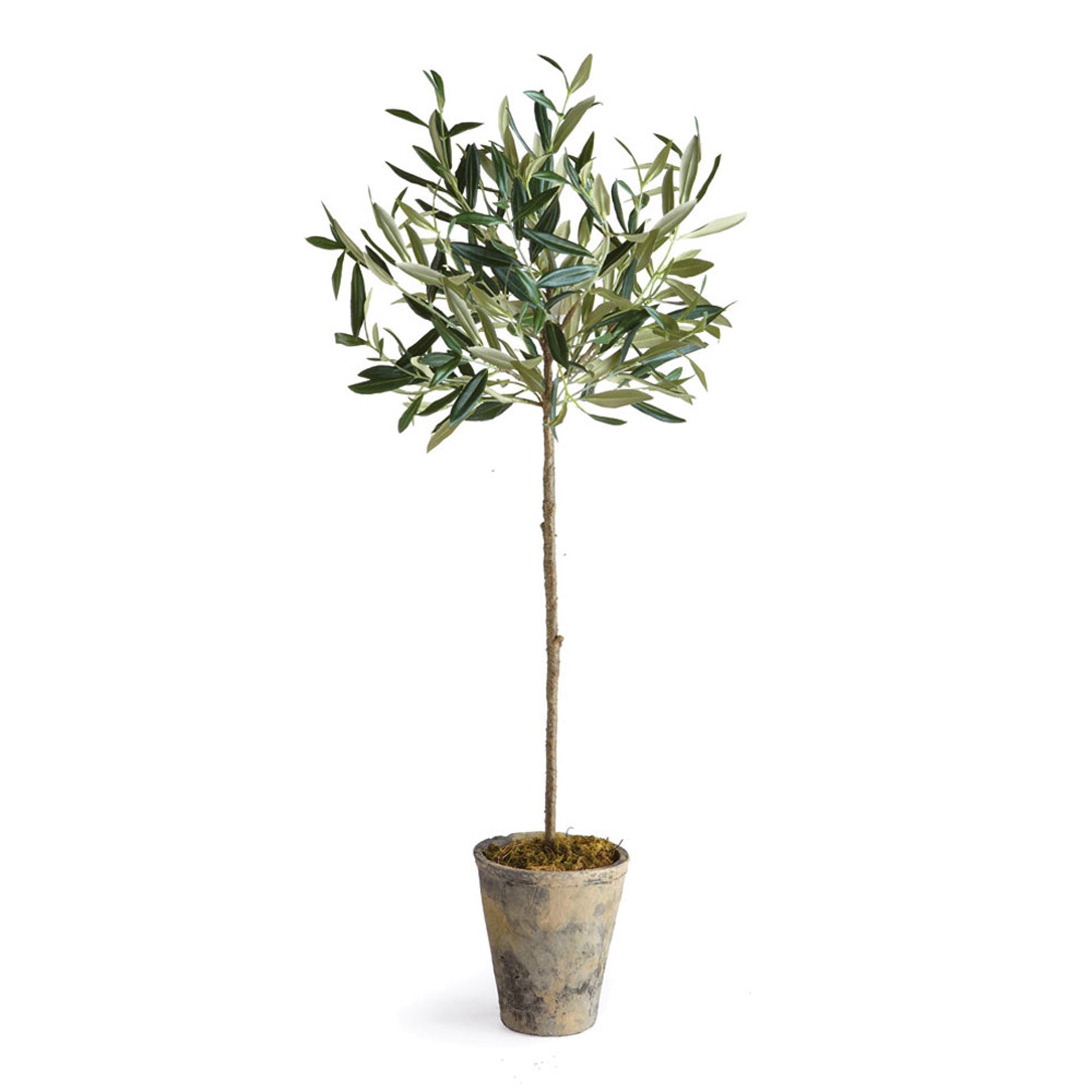Olivia Potted Tree