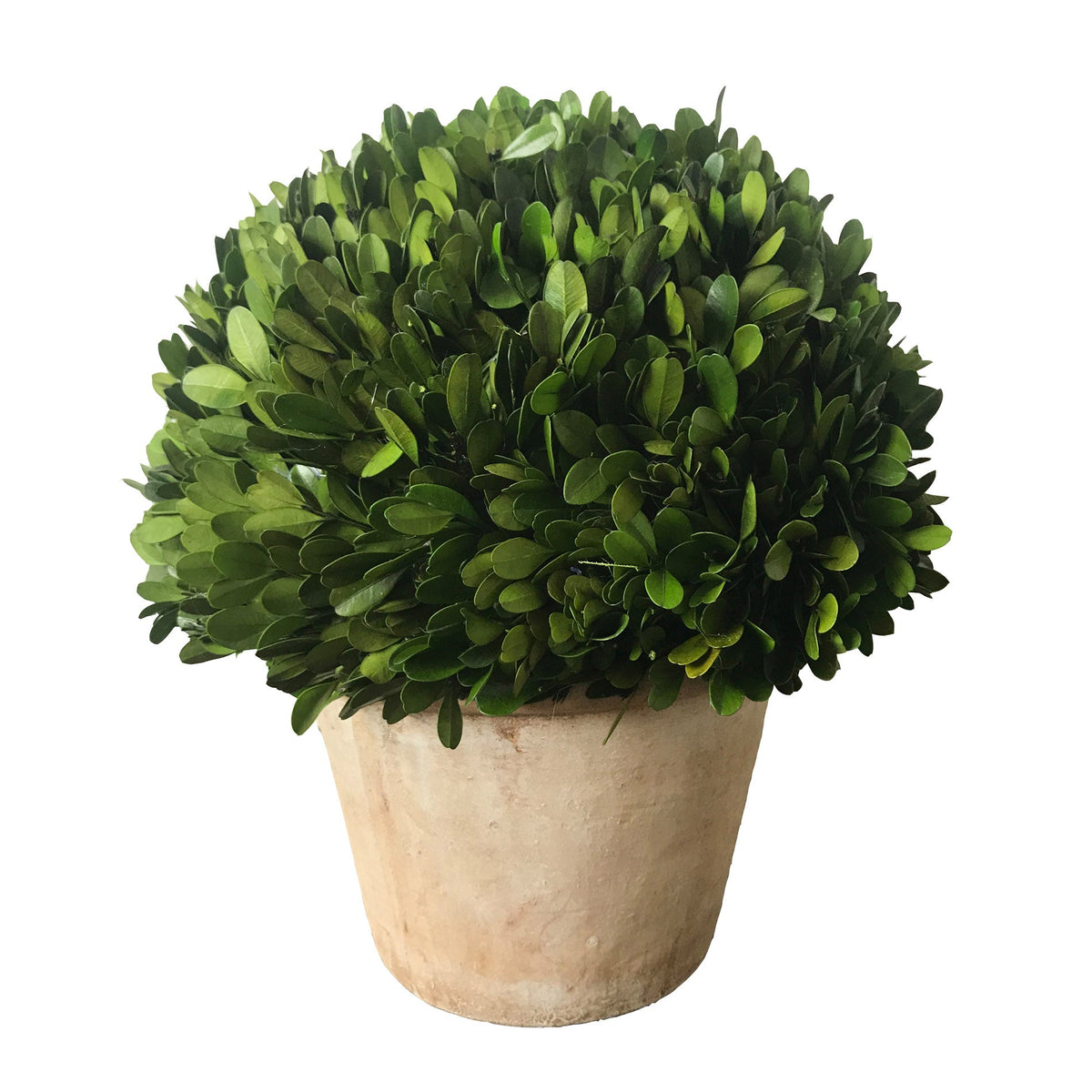 12" x 14" Half Ball Topiary (Green)