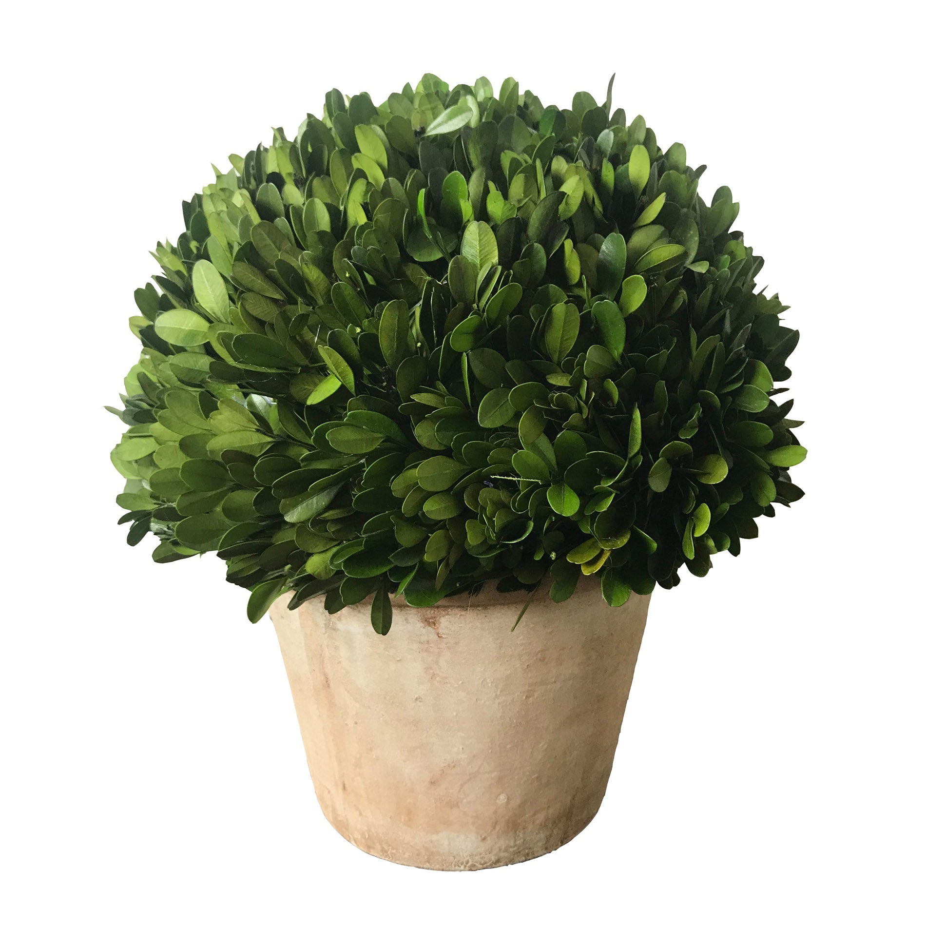 12'' X 14'' HALF BALL TOPIARY (GREEN)