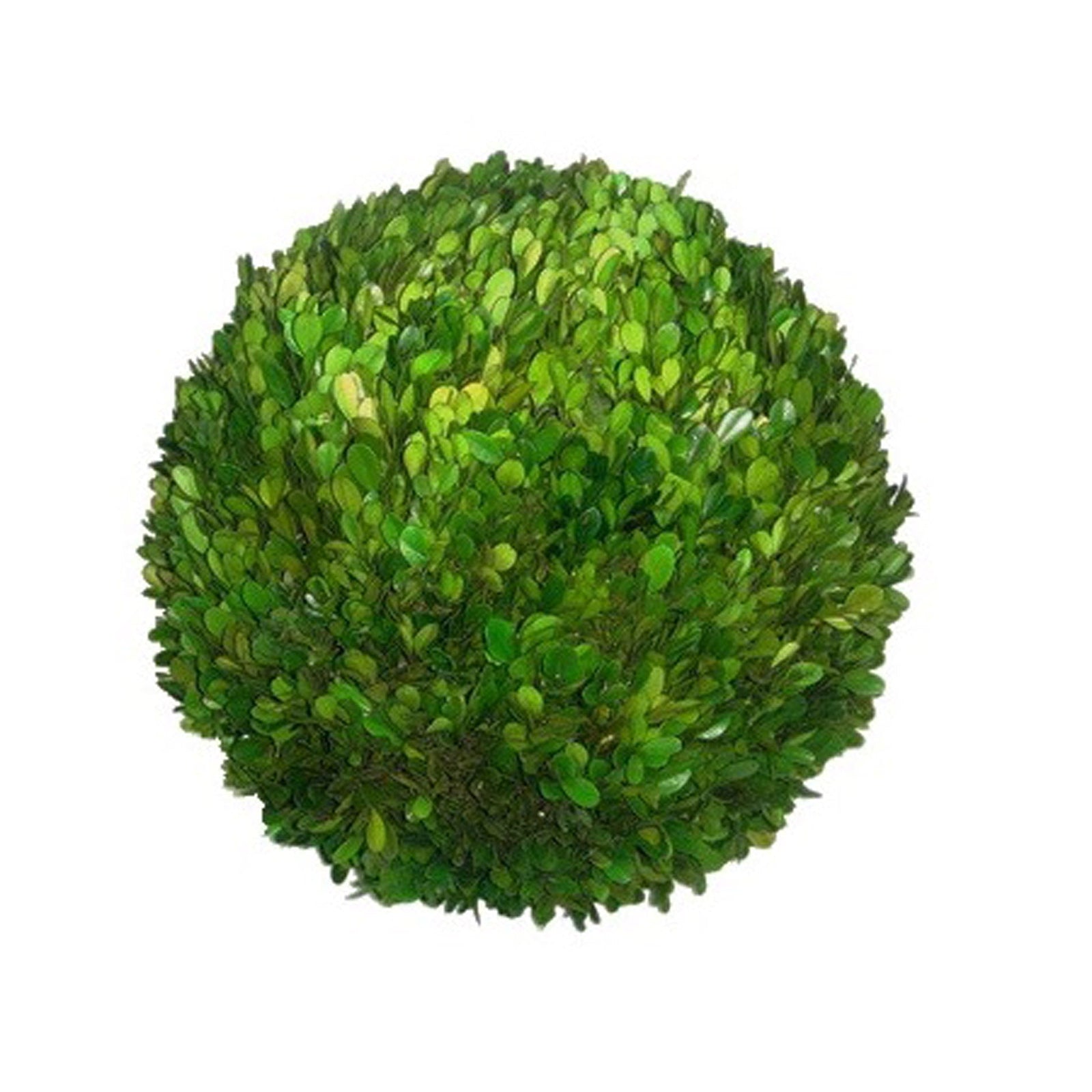 12'' PRESERVED BOXWOOD BALL (GREEN)