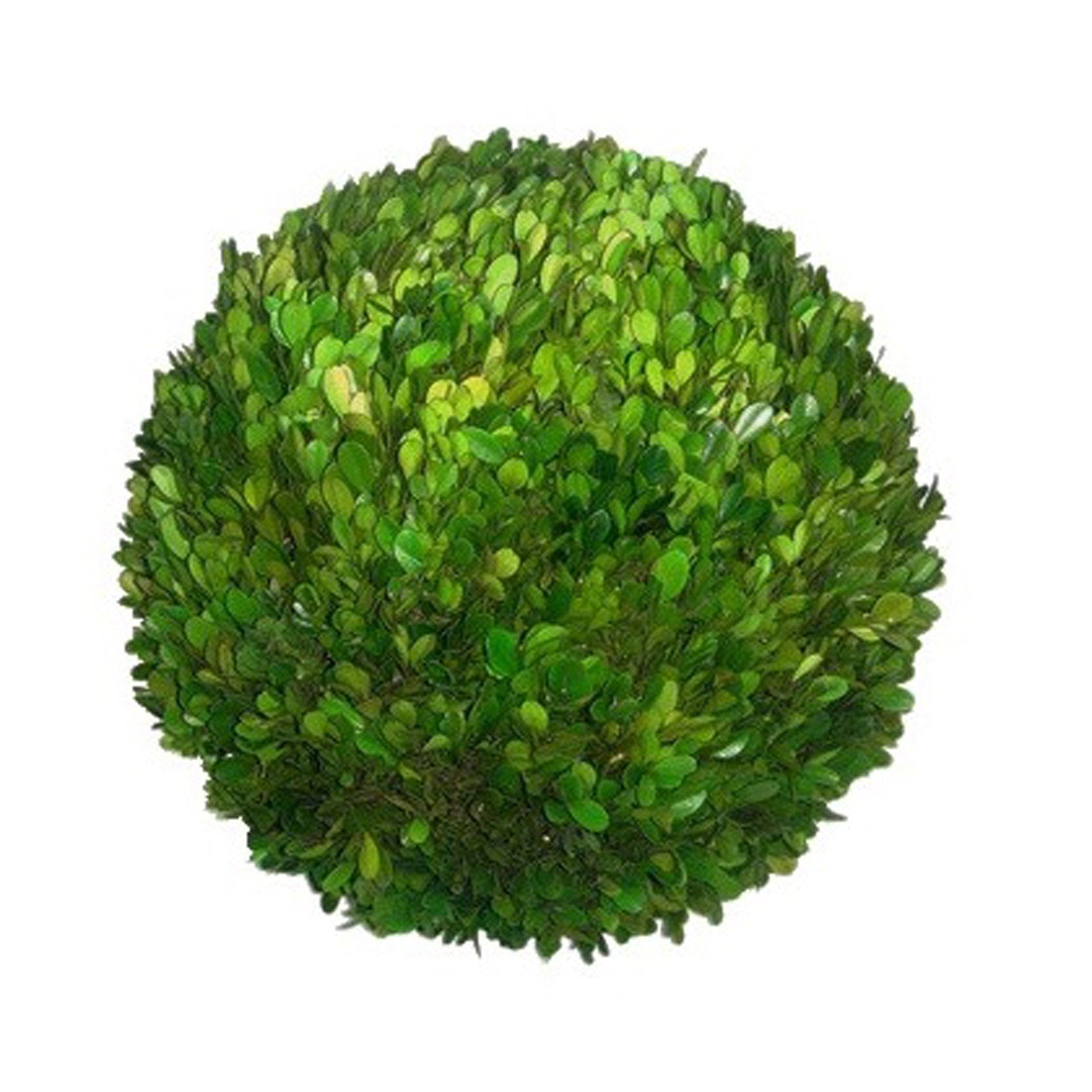 16'' PRESERVED BOXWOOD BALL (GREEN)