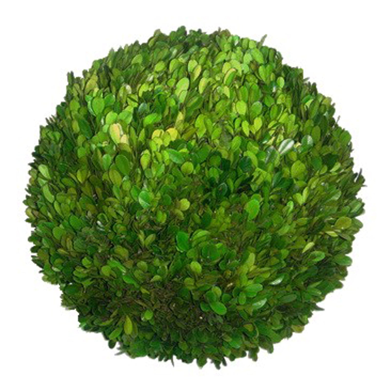 20'' PRESERVED BOXWOOD BALL (GREEN)