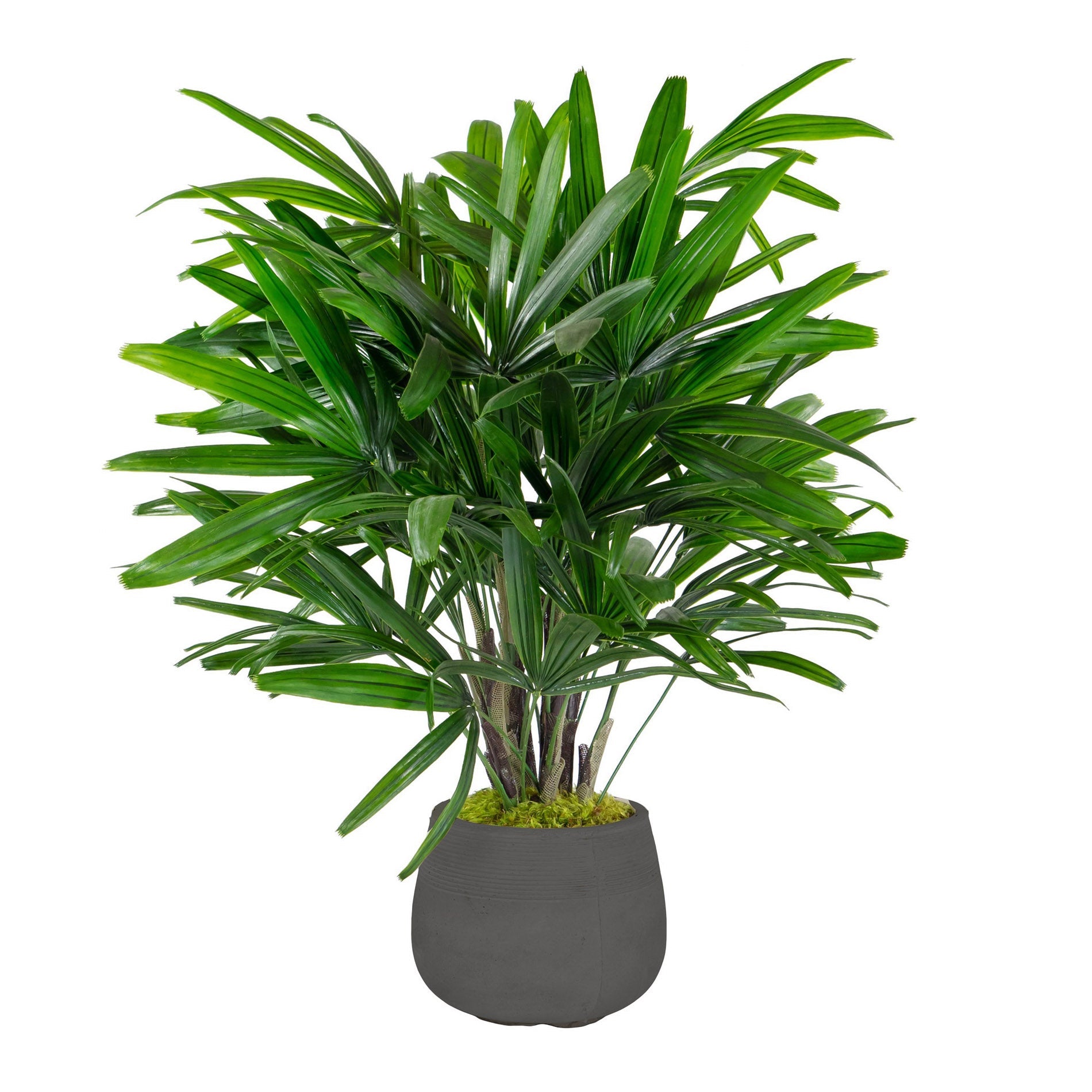 RHAPIS PALM IN STONECAST PLANTER 3' (GREEN/GREY)