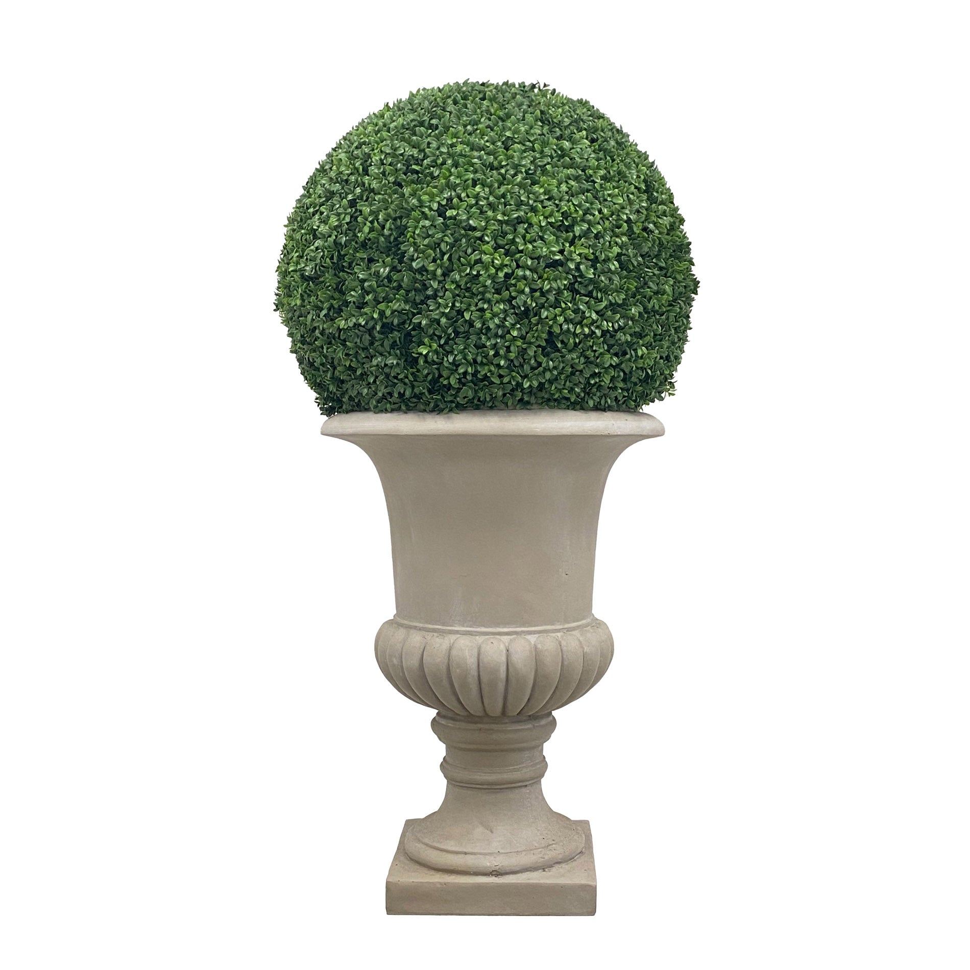 BOXWOOD IN URN 50'' (GREEN)