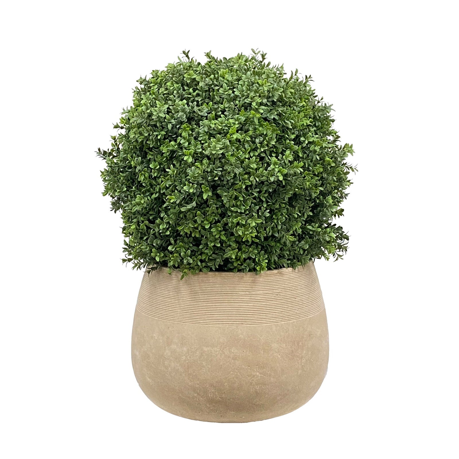 BOXWOOD(18'') IN PLANTER 35''H (GREEN)