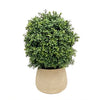 BOXWOOD(16'') IN PLANTER 25''H (GREEN)