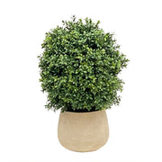 Boxwood in Planter