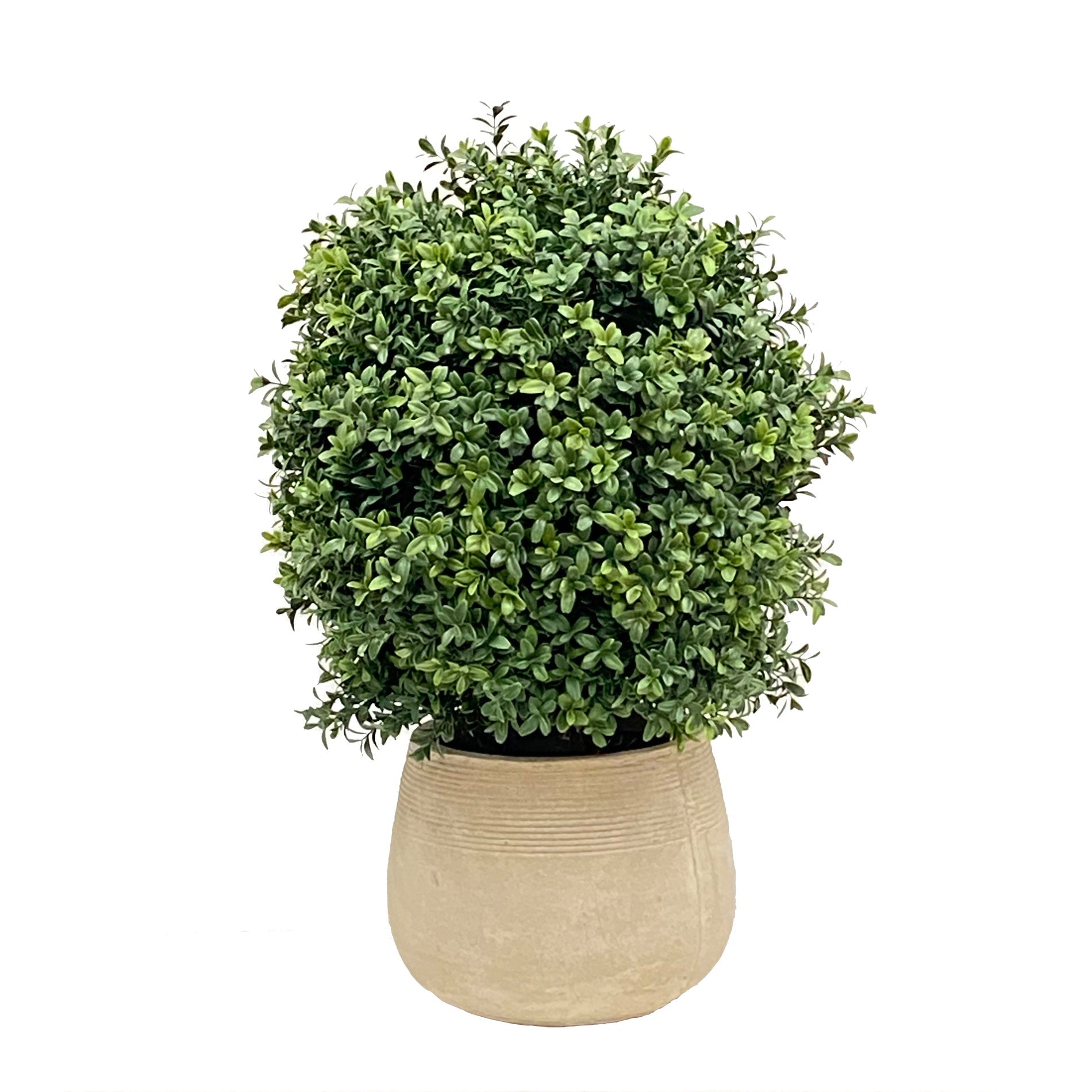 Boxwood in Planter