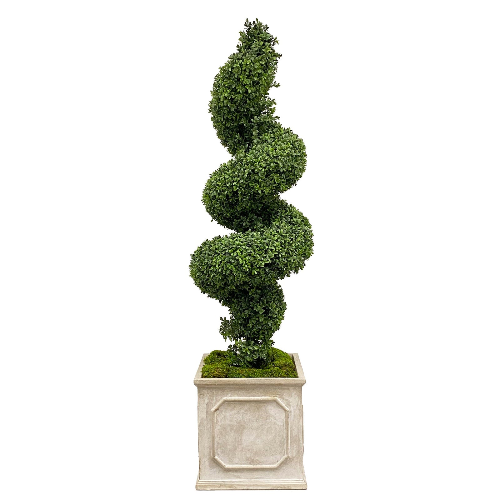 SPIRAL BOXWOOD IN PLANTER 78''H (GREEN)