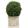 BOXWOOD(18'')IN PLANTER 36''H (GREEN)