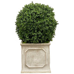BOXWOOD(18'')IN PLANTER 36''H (GREEN)