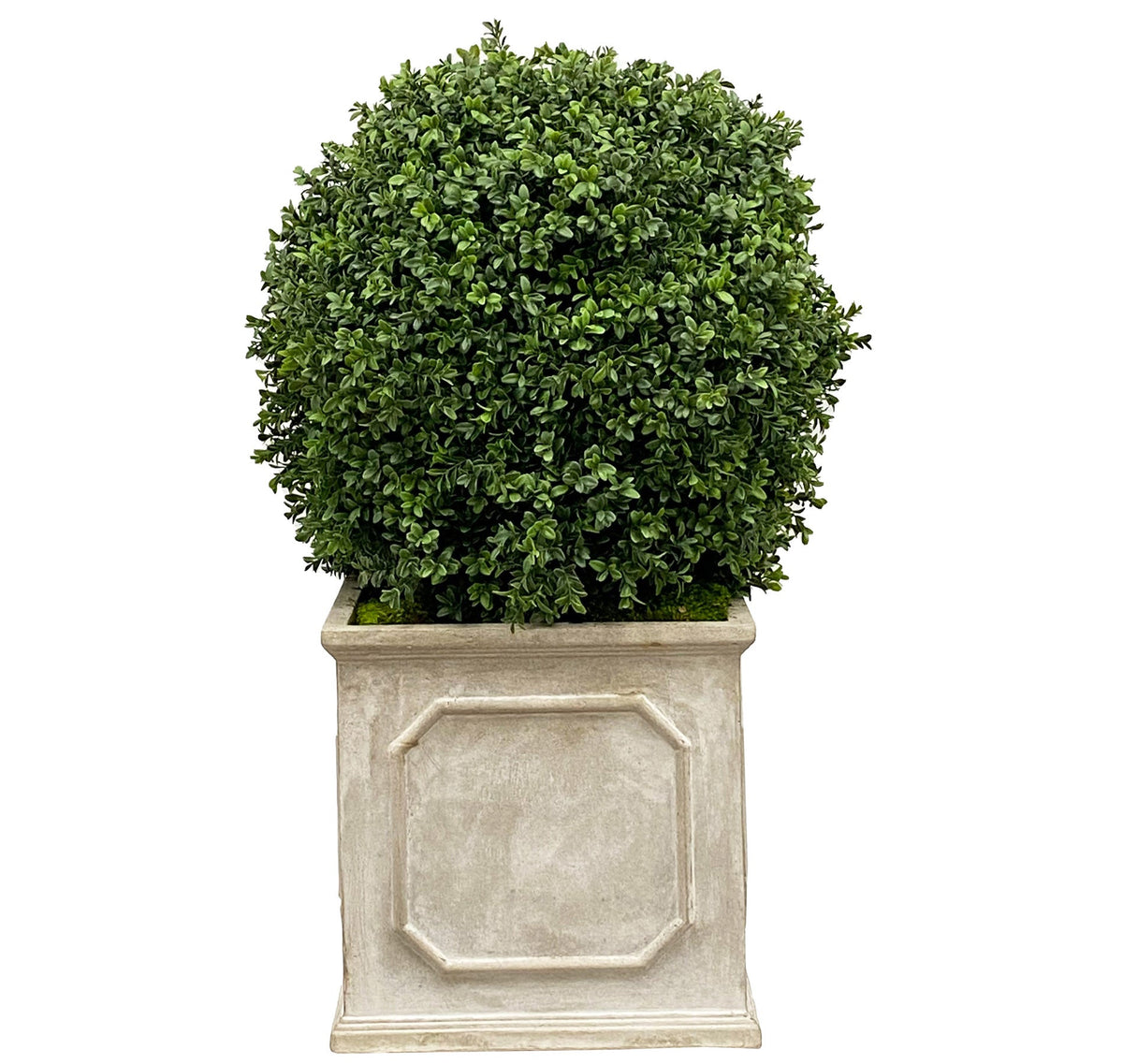 Boxwood in Planter