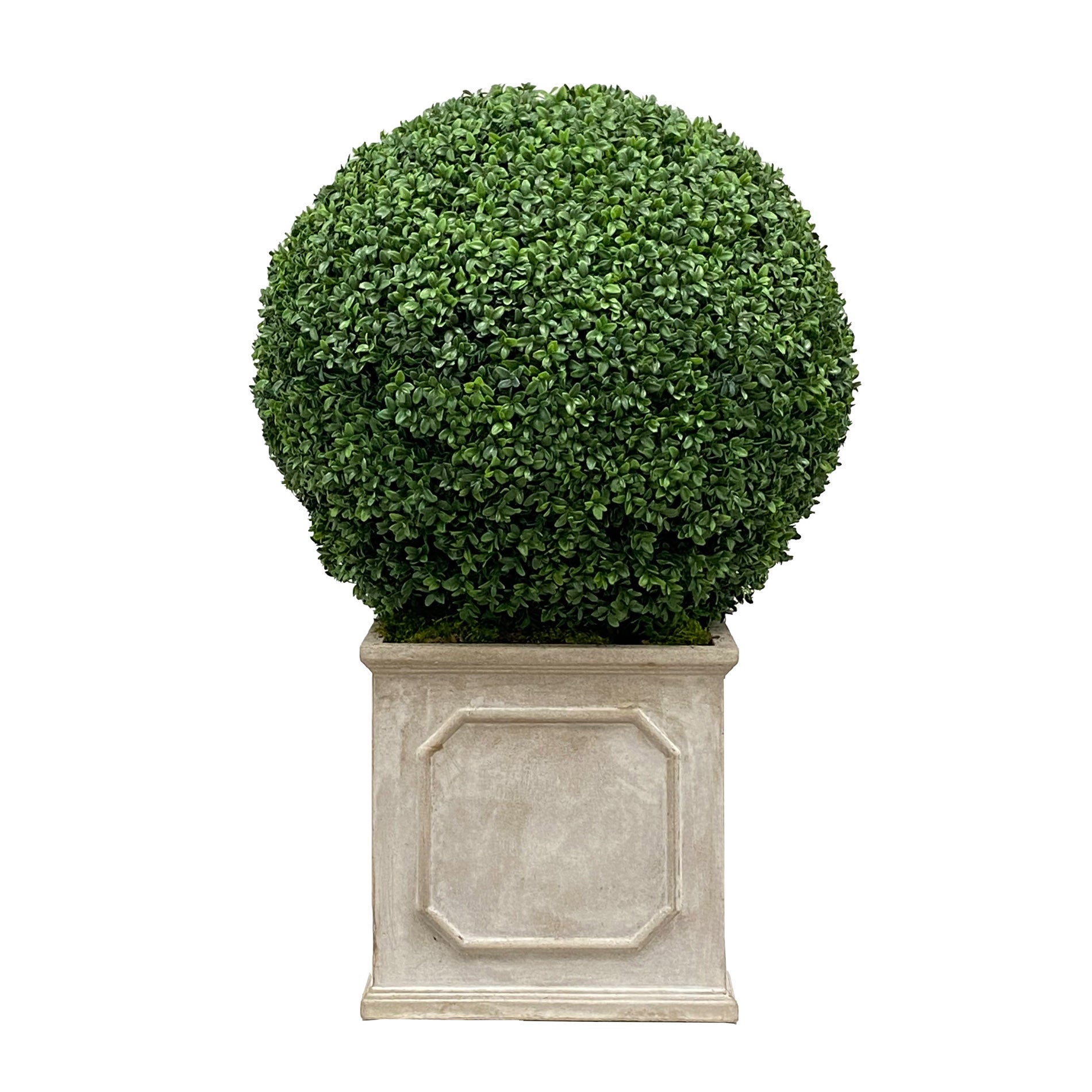 BOXWOOD(24'')IN PLANTER 39''H (GREEN)