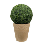 Boxwood in Planter