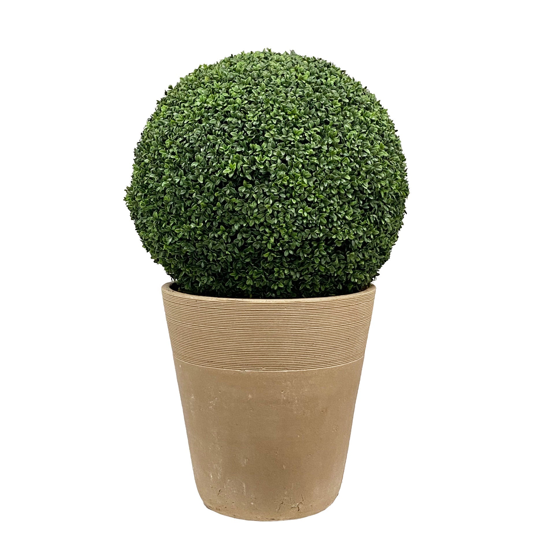 Boxwood in Planter