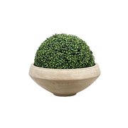 Boxwood in Bowl