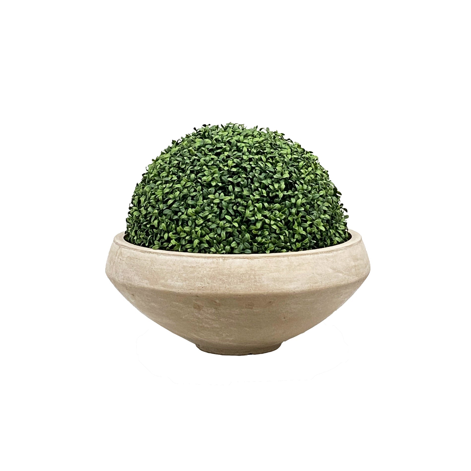 Boxwood in Bowl