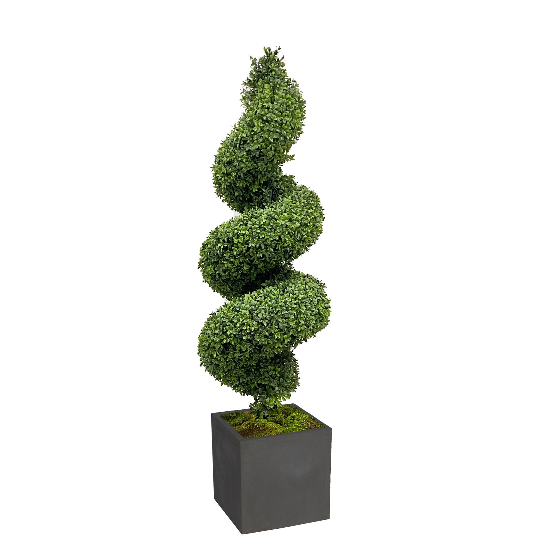 SPIRAL BOXWOOD IN PLANTER 62''H (DARK GREEN)