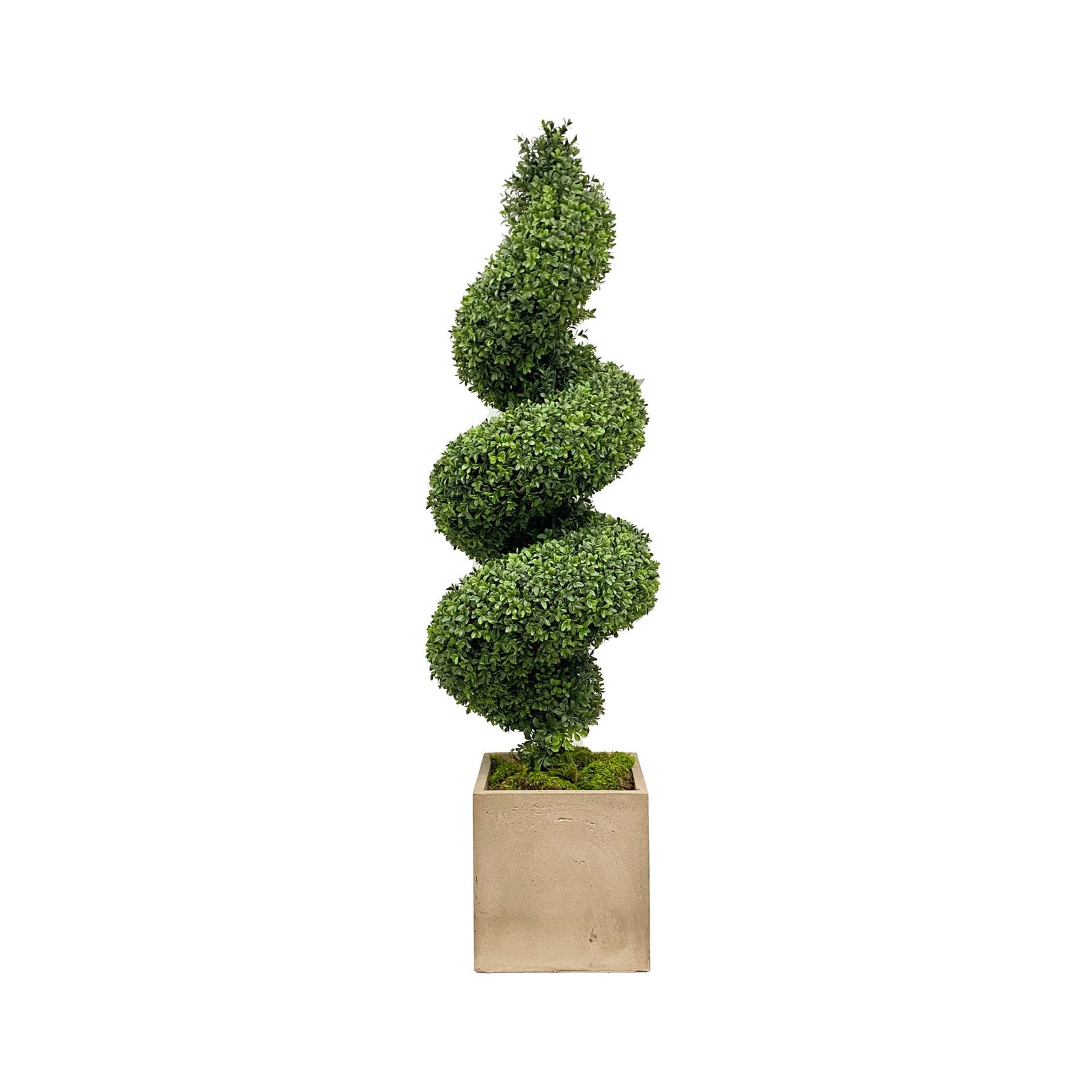 SPIRAL BOXWOOD IN PLANTER 62''H (GREEN)