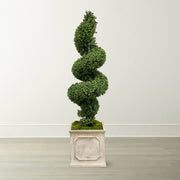 Spiral Boxwood in Square Planter