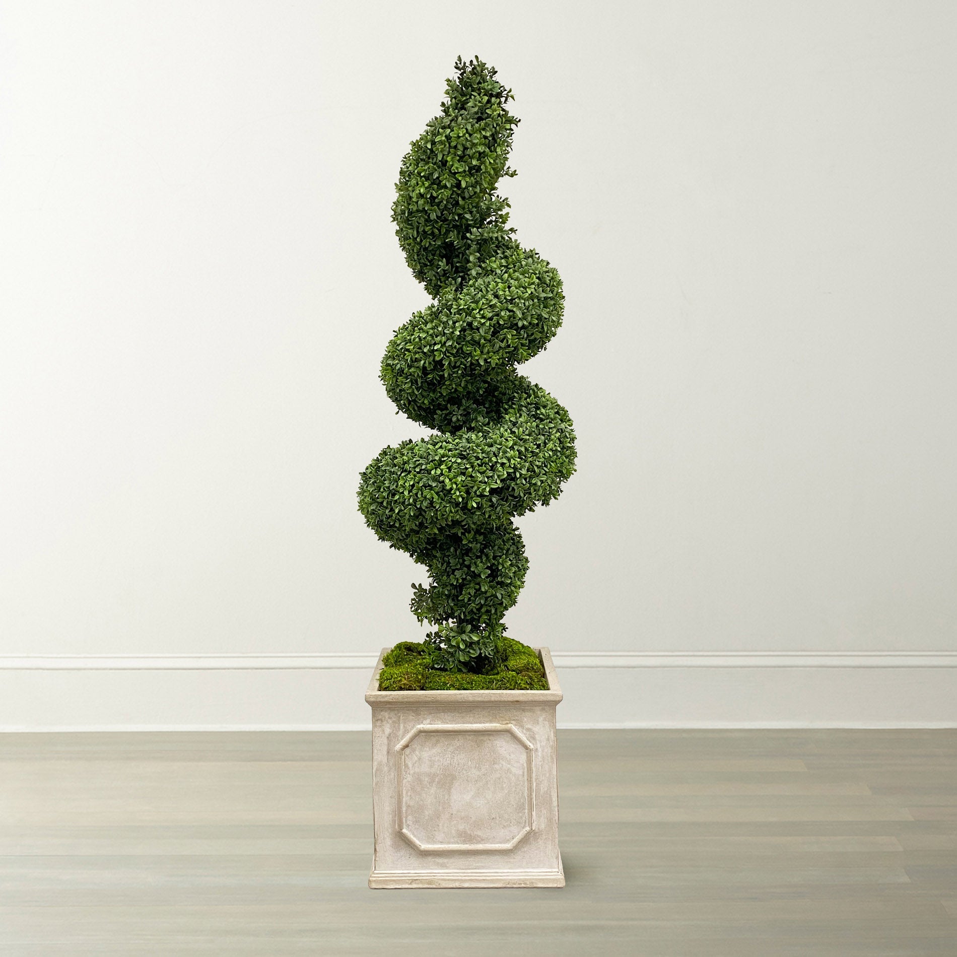 Spiral Boxwood in Square Planter