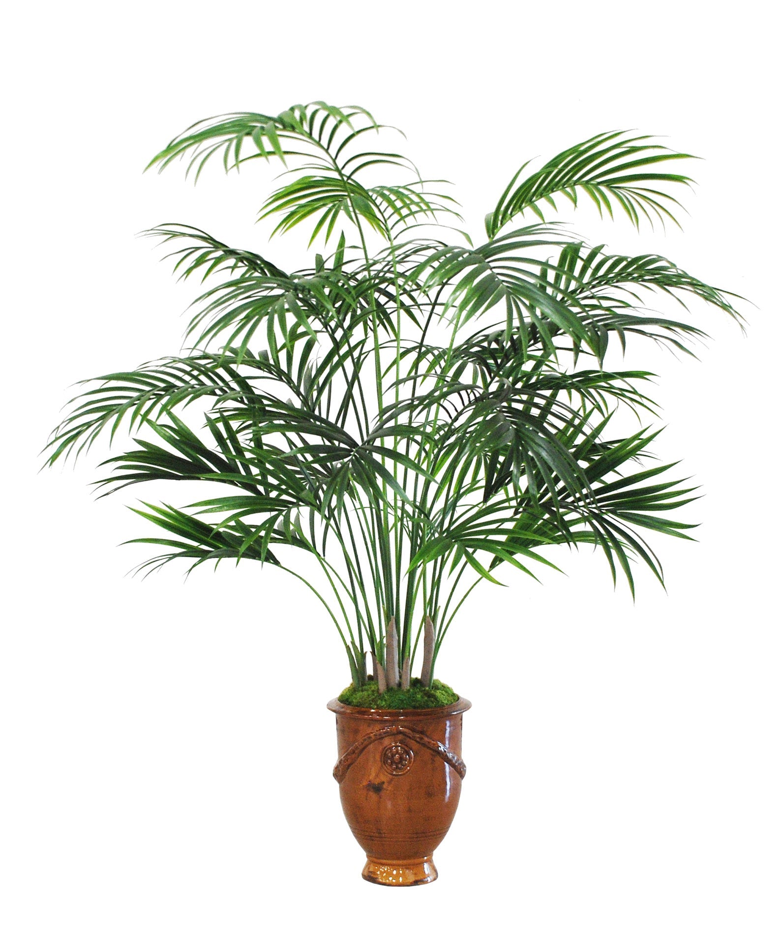 SM KENTIA PALM TREE IN URN (GREEN)