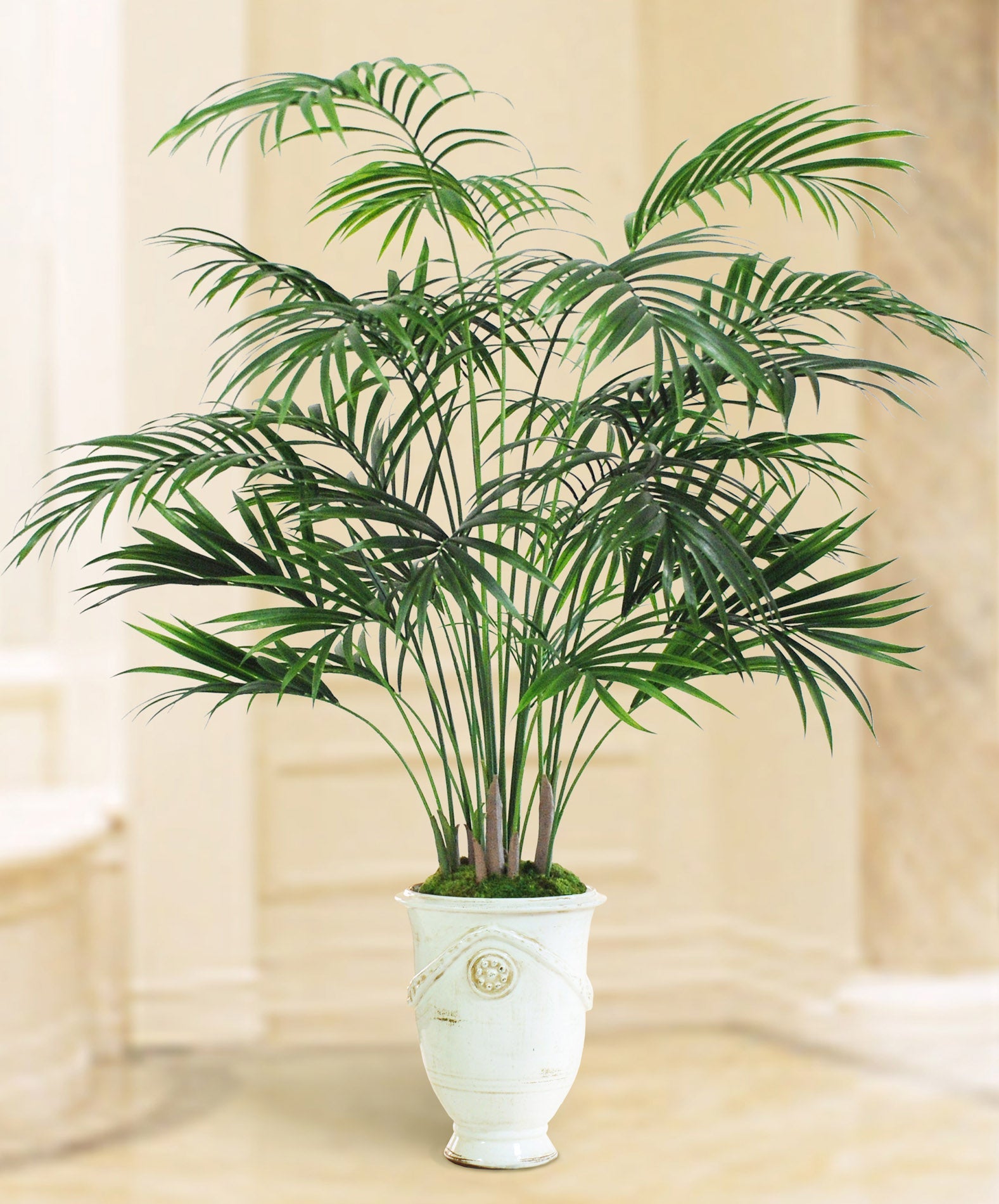 SM KENTIA PALM TREE IN URN (WHITE)