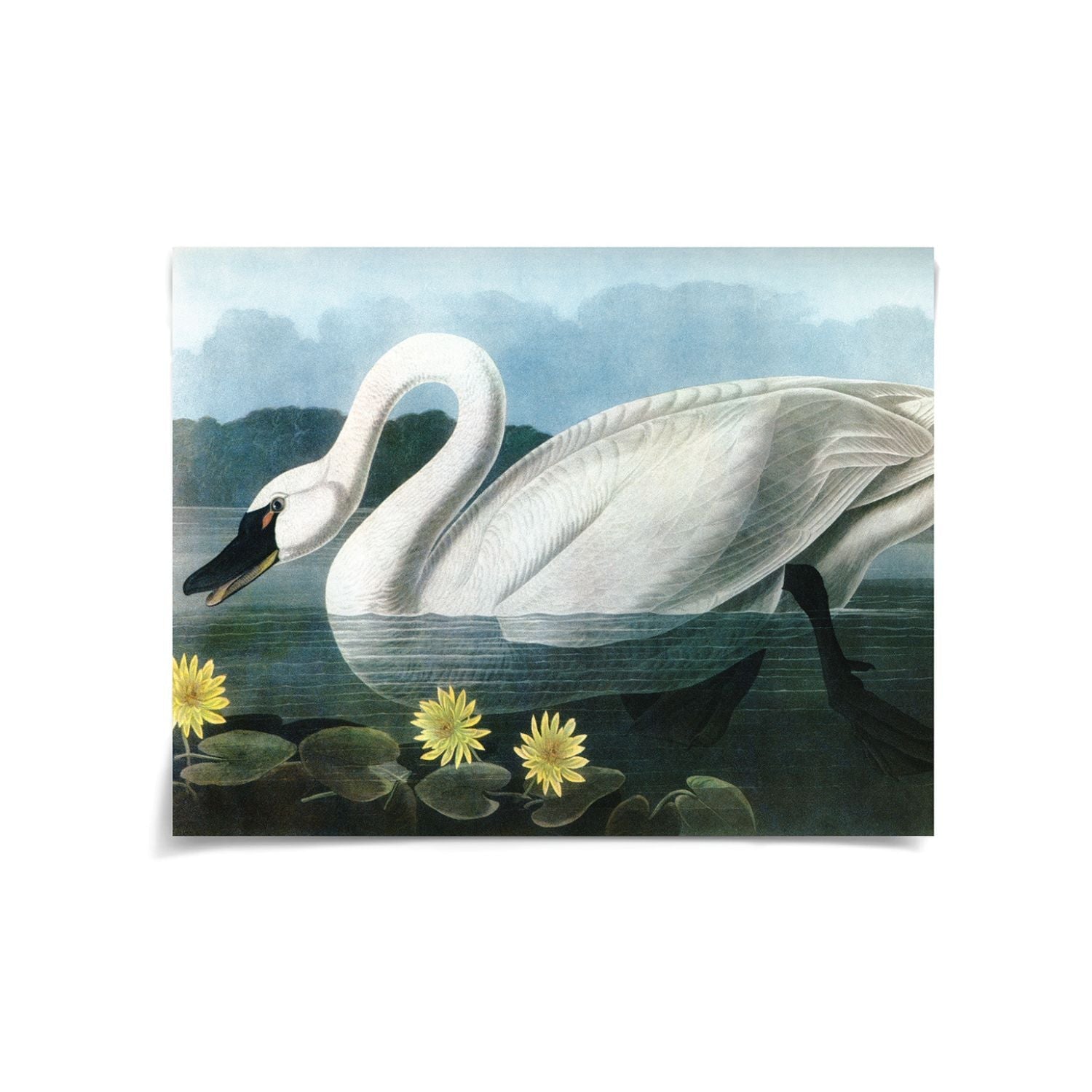 Audubon 20